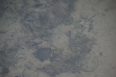 Trachemys hartwegi