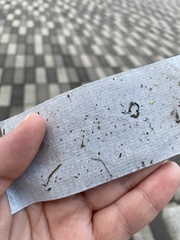 Amblyomma americanum