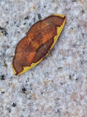 Nothomiza flavicosta