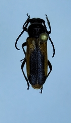 Crossidius pulchellus
