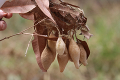 Ordgarius magnificus