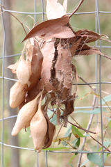 Ordgarius magnificus