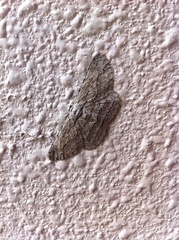 Hypomecis transcissa