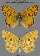Phyciodes pallida
