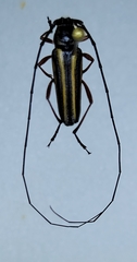 Sphaenothecus bilineatus