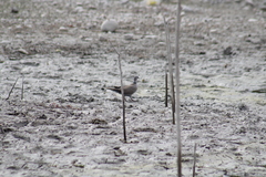 Streptopelia decaocto