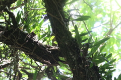 Microgramma mortoniana