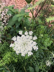 Daucus carota