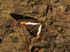 Adelpha pithys