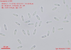 Mollisia sublividula