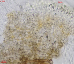 Mollisia sublividula