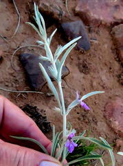 Stachys linearis