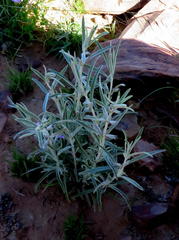 Stachys linearis