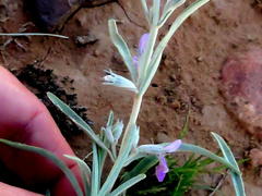 Stachys linearis