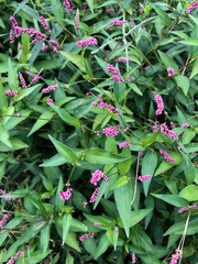 Persicaria longiseta