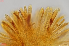 Mollisia sublividula