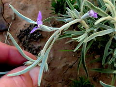 Stachys linearis