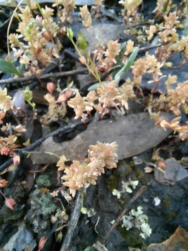 Crassula sieberiana