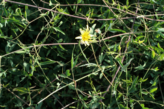 Tragopogon graminifolius
