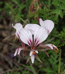 Pelargonium longicaule