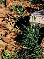 Dianthus micropetalus