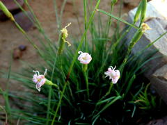 Dianthus micropetalus