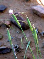 Dianthus micropetalus