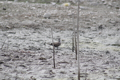 Streptopelia decaocto