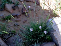 Dianthus micropetalus