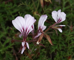 Pelargonium longicaule