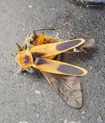 Chauliognathus omissus