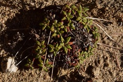 Eriogonum polypodum