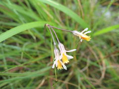 Tulbaghia leucantha
