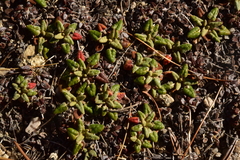 Eriogonum polypodum