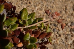 Eriogonum polypodum