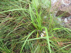 Tulbaghia leucantha