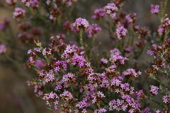 Stoebe rugulosa