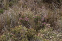 Stoebe rugulosa