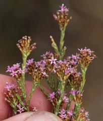 Stoebe rugulosa