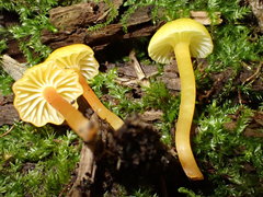 Hygrocybe parvula