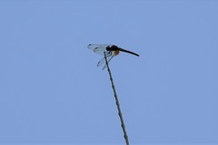 Trithemis festiva
