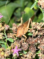 Pyrgocorypha uncinata