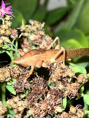 Pyrgocorypha uncinata