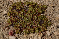 Eriogonum polypodum