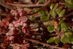 Eriogonum polypodum