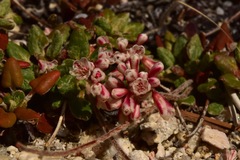Eriogonum polypodum