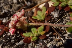 Eriogonum polypodum