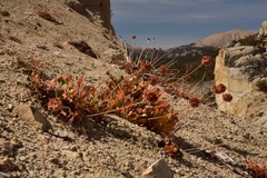 Eriogonum latens