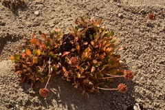 Eriogonum latens