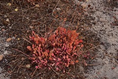 Eriogonum latens